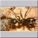 Formica -Serviformica- cf fusca - Dunkle Sklavenameise 09 8mm - mit Fliege.jpg